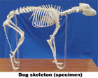 Mô hình hệ xương chó